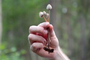 Mushrooms Not Included: A Psychedelic Journal and Guide